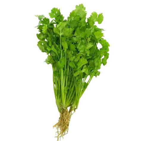 Cilantro (50g) - #1 Palengke Delivery Online | Safe Select PH