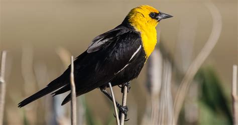 25 brilliant images of Yellow-headed Blackbird and exploring their wild world – Late Daily