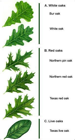 Identify Tree Leaf Chart