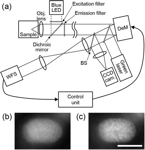 Adaptive optics microscopy for fine imaging of live plant cells