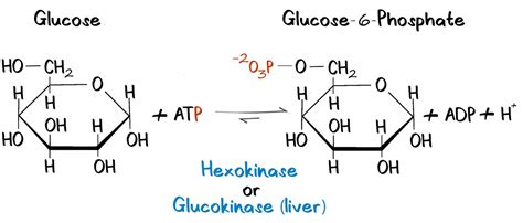 Glucose-to-Glucose-6-Phosphate - PhD Muscle