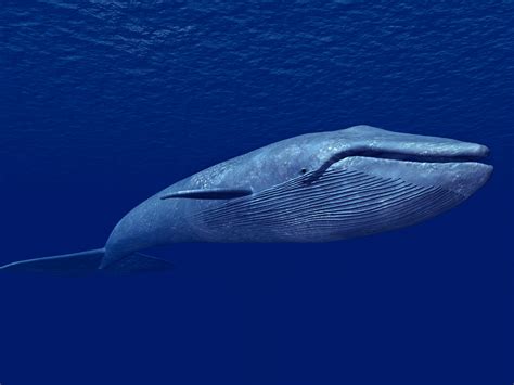 Blue Whale Anatomy