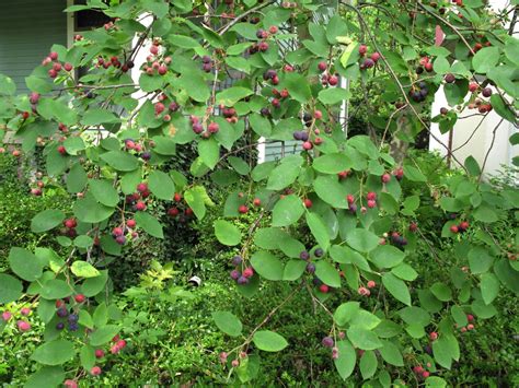 Garden Musings from Memphis Area Master Gardeners: Serviceberry Tree