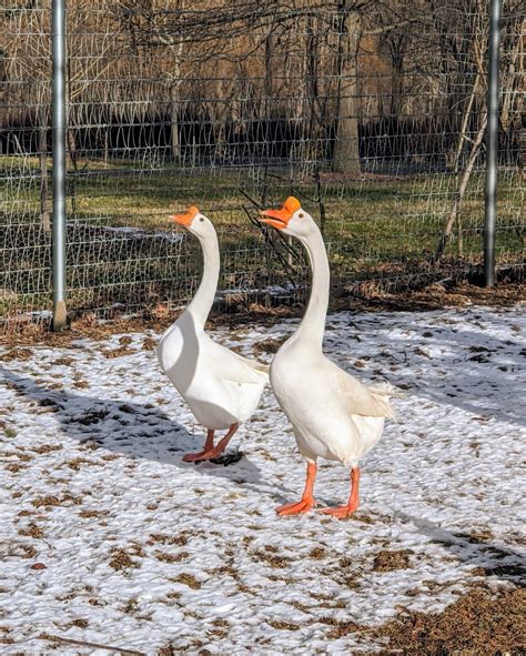 African Goose Vs Chinese Goose