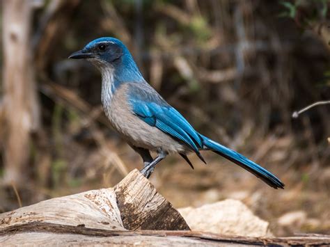 Region 5 - Edwards Plateau | Texas Ornithological Society