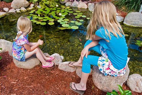 5 Easy Steps to a DIY Garden Pond | Straightcurve AU