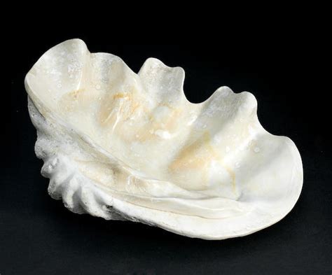 Bonhams : Giant Fossil Clam Shell