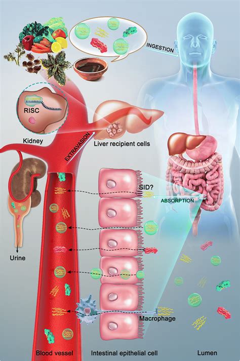 MicroRNAs from plants to animals, do they define a new messenger for ...