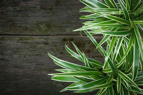 Common Spider Plant Pests (and How to Deal With Them) - Petal Republic