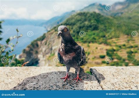 Funny Pigeon Stock Photos - Download 1,174 Royalty Free Photos