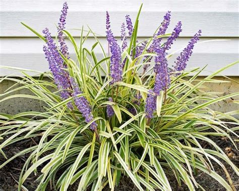 Variegated Liriope | Wagon Wheel Inc.