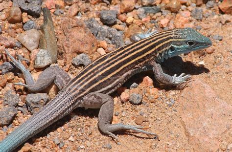 Only female New Mexican whiptail lizards exist. They exclusively reproduce via parthenogenesis ...