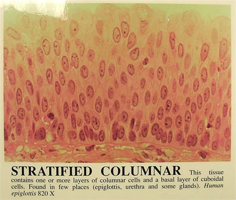 Epithelial Tissue : Anatomy & Physiology