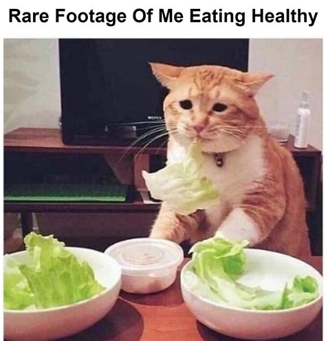 cat eating salad meme - Chameleon Memes