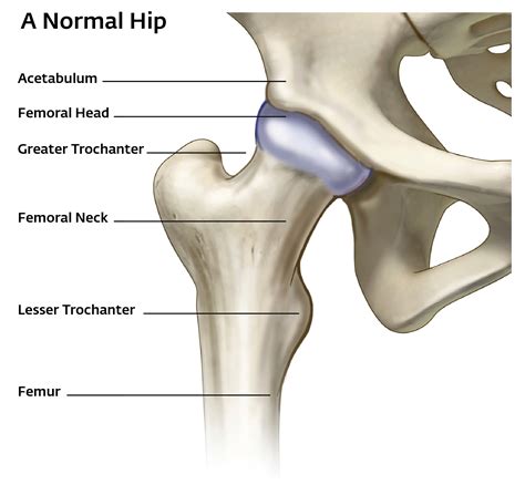 Diagram Of A Hip