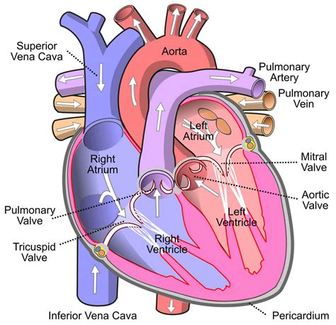 Right atrium anatomy, right atrium function & valves