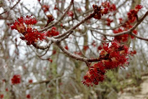 Red maple (Acer rubrum) flowers – Seashore to Forest Floor