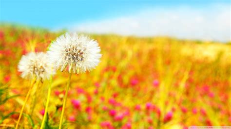 Blowing Dandelion Wallpaper - WallpaperSafari