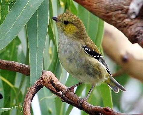 Birds of the World: Forty-spotted pardalote