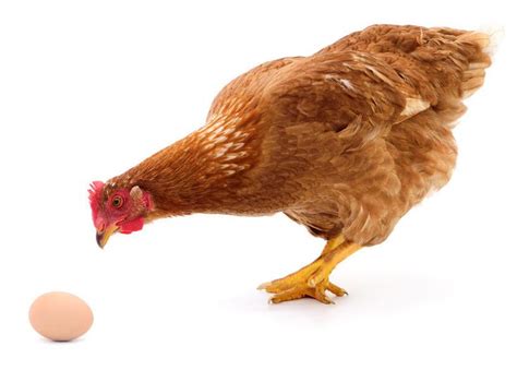 Quantum weirdness in 'chicken or egg' paradox | Chicken photos, Royalty ...