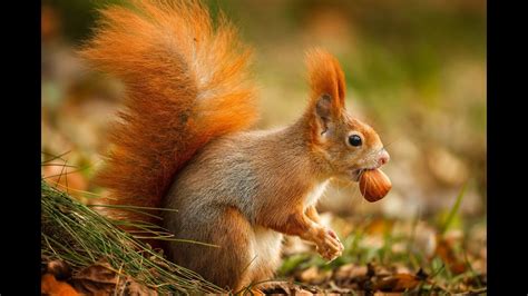 Squirrel eats hazelnut - YouTube