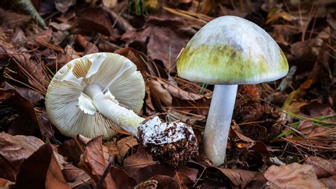 CRISPR uncovers possible antidote for death cap mushroom poisoning