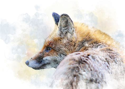 Download Fox Snow Wallpaper 4k - Bio Wallpaper