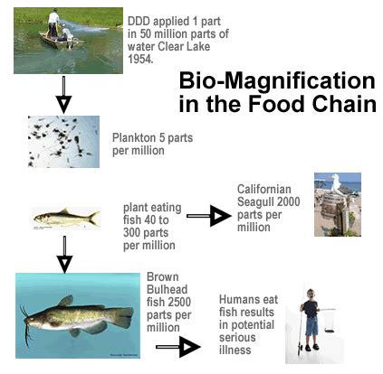 Explained: Food chain, Trophic Level, Biomagnification, Biotic Potential