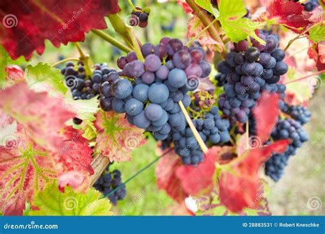 Red Vine Grapes in Vineyard Stock Image - Image of landscape, fall ...