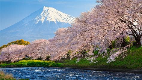 Cherry blossoms in front of Mount Fuji, fuji, 4k, HD wallpaper, sakura | Wallpaperbetter