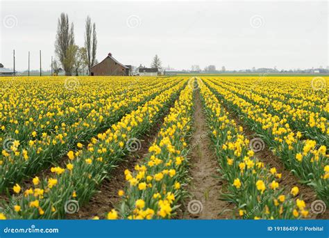 Daffodil field stock image. Image of green, garden, floral - 19186459