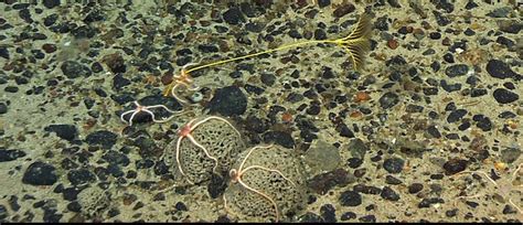 The Echinoblog: Giant Deep Sea Amoebas! Meet the Xenophyophores!!