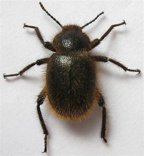 Wooly Darkling Beetle - Eleodes osculans - BugGuide.Net