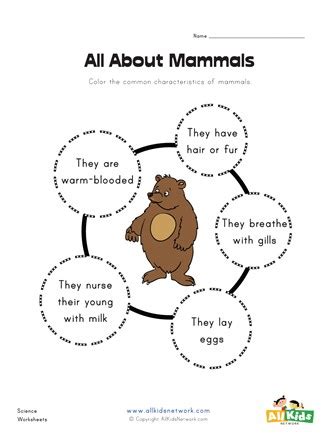 List Of Mammals For Kids - Pets Lovers