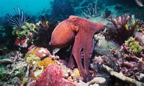 Meet the master of camouflage, the day octopus | Magazine Articles | WWF