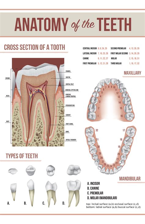 Tooth Anatomy Poster on Behance