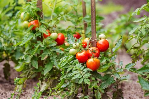 Boost Your Tomato Growth with Calcium-Infused Soil | Regretless