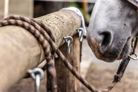 The Basics of Horse Grooming for Beginners