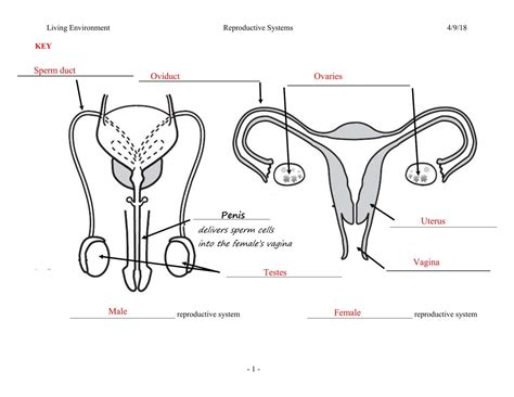 Female Organs Diagram - Human Body, : Whole Human Body Diagram Coloring Pages ... : Body organs ...