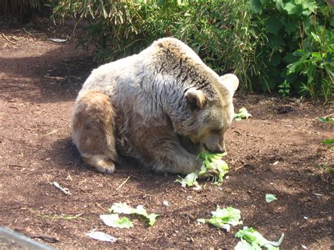 Syrian Brown Bear (Ursus arctos syriacus) - Wiki; DISPLAY FULL IMAGE.