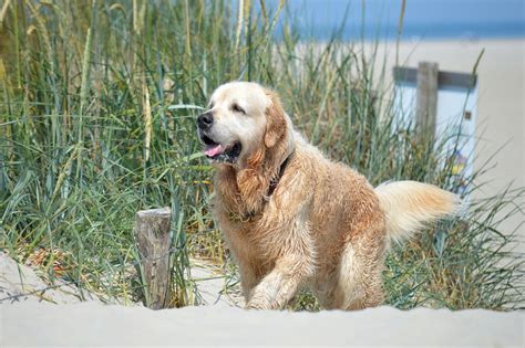 Importance of Golden Retriever Rescue: Second Chances - GoGolden Retriever