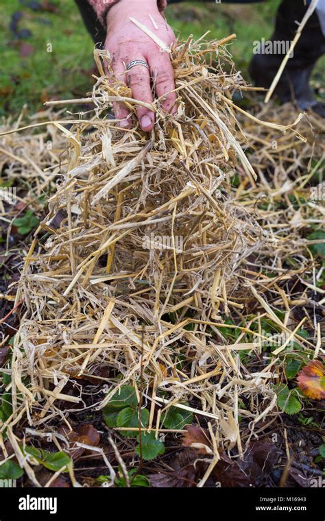 Adding a Barley Straw mulch to Strawberry plants to protect from winter frost Stock Photo - Alamy