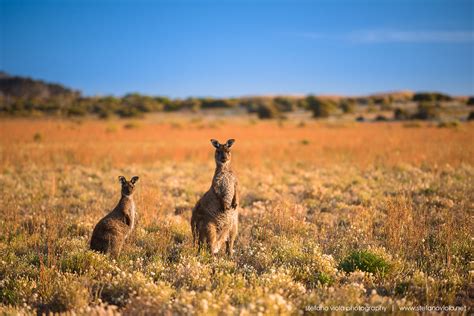 Tickets for Kangaroo Island | Best-tickets.com.au