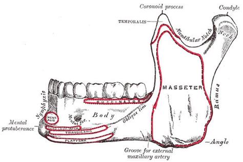 Mental foramen - Alchetron, The Free Social Encyclopedia