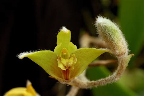 Eria lasiopetala (Willd.) Ormerod 1995 SECTION Dendrolirium