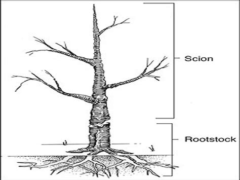 Approach Grafting for Bonsai