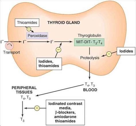 Thyroid and Antithyroid Drugs - Katzung & Trevor's Pharmacology ...