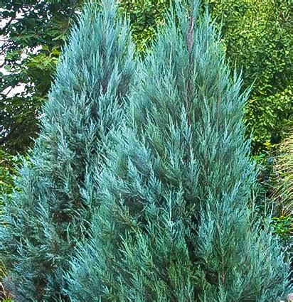 Juniperus chinensis ‘Blue Point’ – Cedar Lodge Nurseries