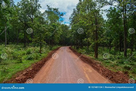 Dirt road in to forest stock photo. Image of lush, park - 157481134