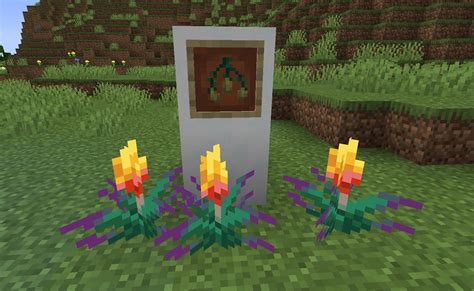 Cómo conseguir semillas de flor antorcha en Minecraft 1.20